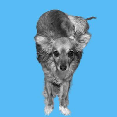 Annie B-W on Blue BG